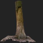 3D SCAN TREE