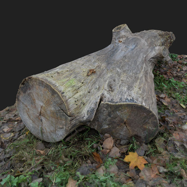 Tree trunk 3D scan