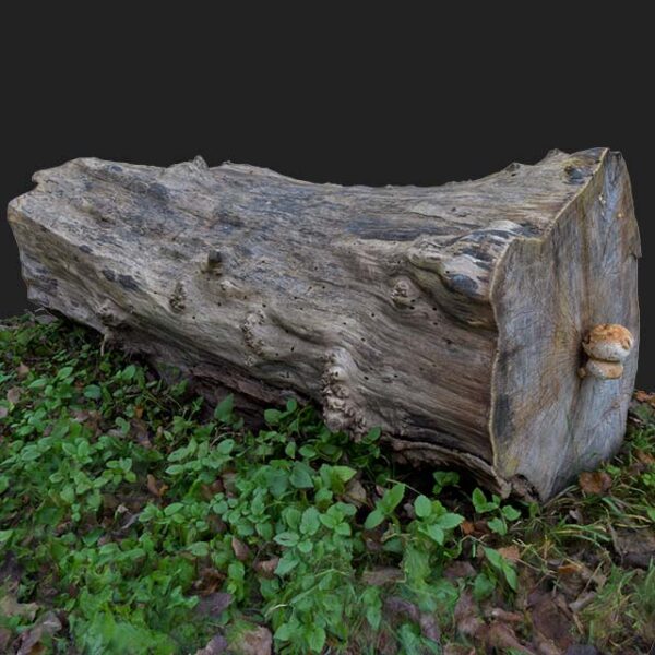 Tree Trunk 3D Scan