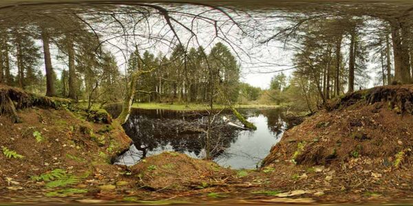 Lake in Forest