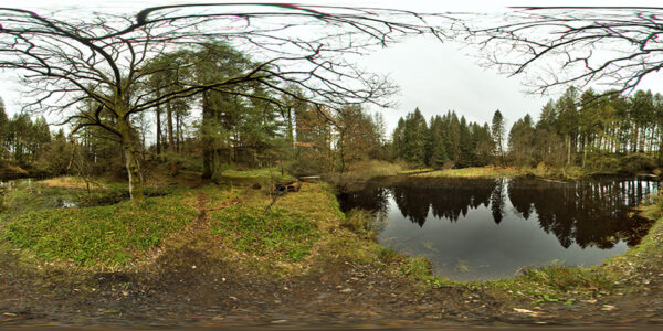 Forest in Scottland